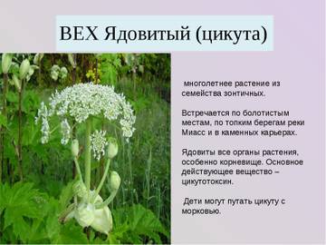 http://forum4.ru/uploads/0002/c6/8a/2/t721387.jpg