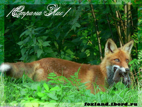 http://forum4.ru/uploads/0008/07/2f/149-1-f.jpg