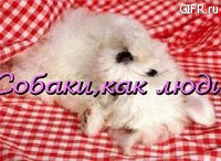 Собаки как люди! 