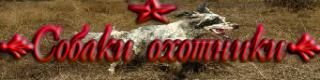 °•Собаки охотники•° 