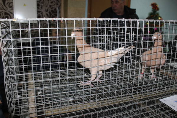 http://forum4.ru/uploads/000f/56/66/510/t67589.jpg