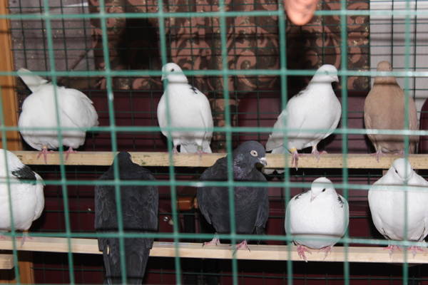 http://forum4.ru/uploads/000f/56/66/510/t88902.jpg