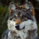 http://forum4.ru/uploads/0012/32/1d/65/29630.png