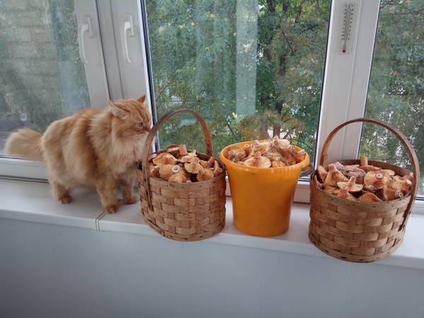 http://forum4.ru/uploads/001a/a8/fa/4/t14943.jpg