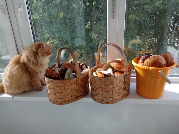 http://forum4.ru/uploads/001a/a8/fa/4/t235472.jpg