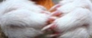 https://forum4.ru/uploads/0000/35/39/317132-1.jpg