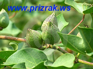 https://forum4.ru/uploads/0000/35/39/445312-1.jpg