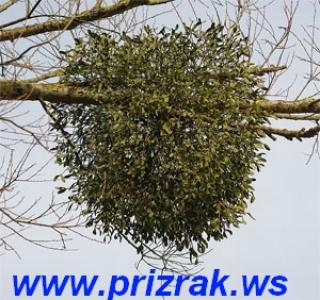 https://forum4.ru/uploads/0000/35/39/450400-1.jpg
