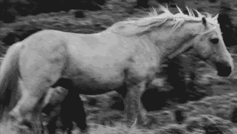 https://forum4.ru/uploads/0005/34/47/2/t735179.gif