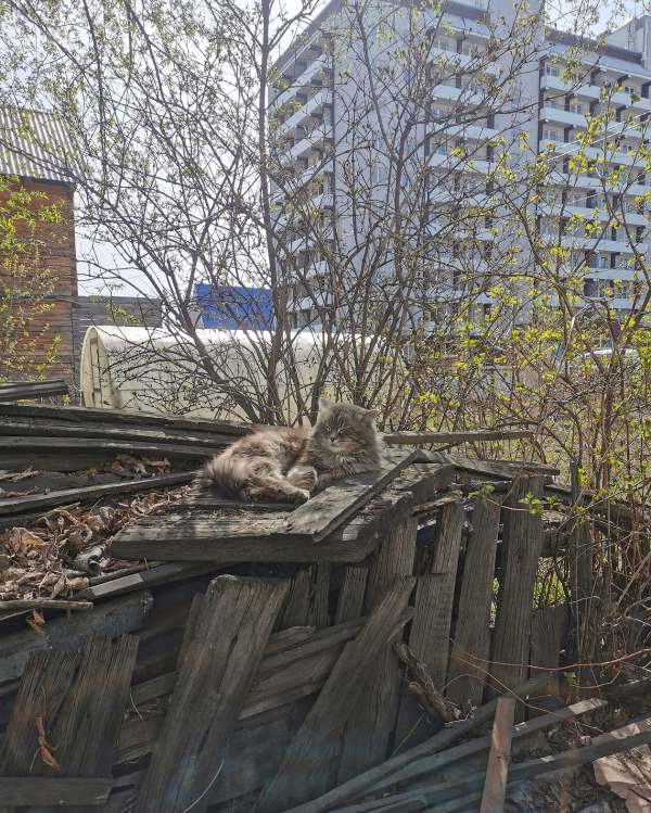 https://forum4.ru/uploads/0009/61/87/230/33600.jpg