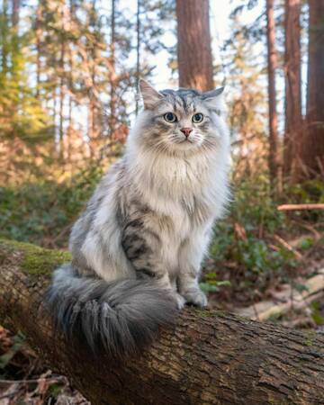 https://forum4.ru/uploads/0009/61/87/230/t363838.jpg