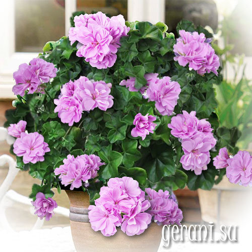 https://forum4.ru/uploads/000e/81/4f/3/12875.jpg