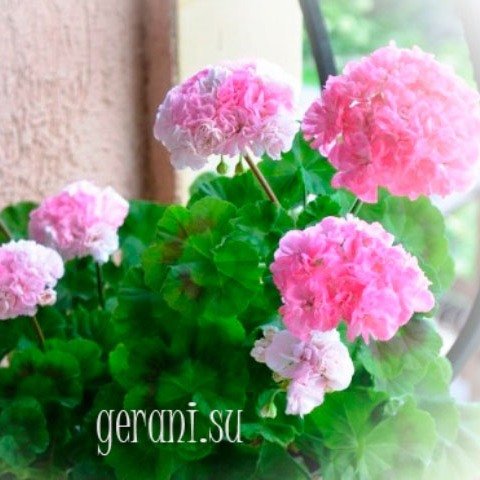 https://forum4.ru/uploads/000e/81/4f/3/15156.jpg
