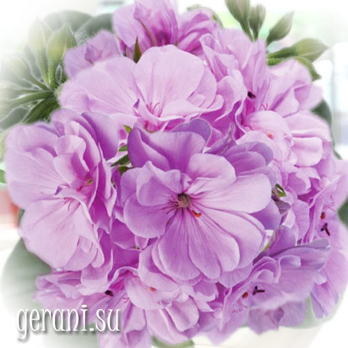 https://forum4.ru/uploads/000e/81/4f/3/26160.jpg
