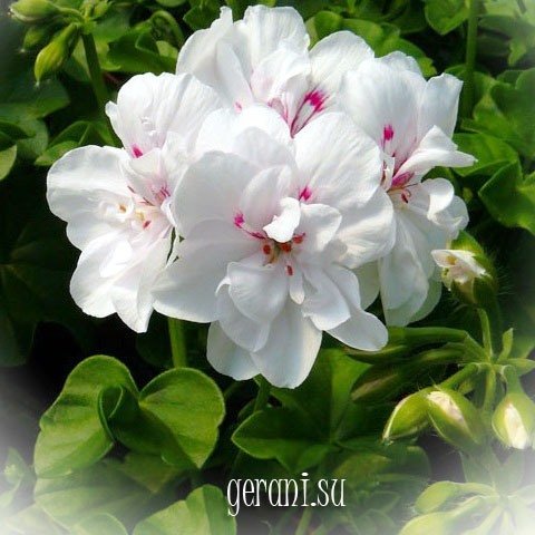 https://forum4.ru/uploads/000e/81/4f/3/30207.jpg