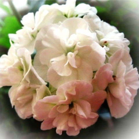 https://forum4.ru/uploads/000e/81/4f/3/37645.jpg