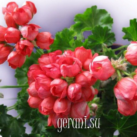 https://forum4.ru/uploads/000e/81/4f/3/58335.jpg