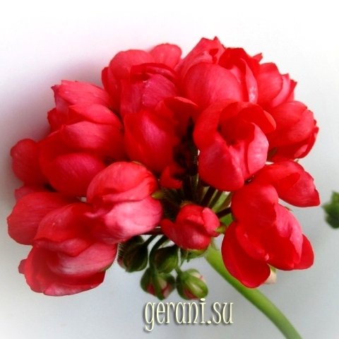 https://forum4.ru/uploads/000e/81/4f/3/98767.jpg