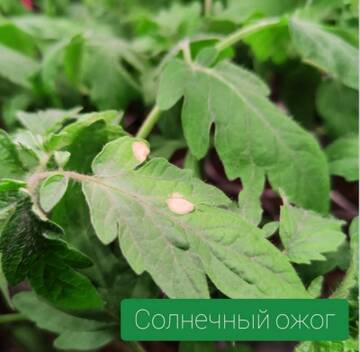 https://forum4.ru/uploads/0012/15/01/650/t337111.jpg