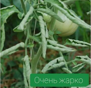 https://forum4.ru/uploads/0012/15/01/650/t355235.jpg