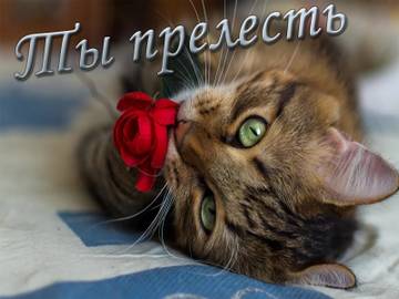 https://forum4.ru/uploads/0015/f8/d0/237/t62921.jpg