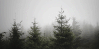 https://forum4.ru/uploads/001a/c4/45/14/297358.gif
