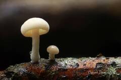 https://forum4.ru/uploads/001a/f0/7d/362/t37779.jpg