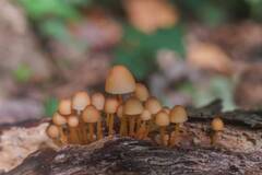 https://forum4.ru/uploads/001a/f0/7d/362/t535907.jpg