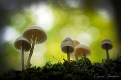 https://forum4.ru/uploads/001a/f0/7d/362/t854616.jpg