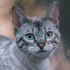https://forum4.ru/uploads/001a/f4/24/616/377387.png