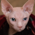 https://forum4.ru/uploads/001a/f4/24/616/578530.png