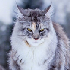 https://forum4.ru/uploads/001a/f4/24/616/763607.png