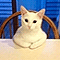 https://forum4.ru/uploads/001b/0f/31/2/567462.gif