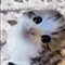 https://forum4.ru/uploads/001b/2a/da/5/592858.gif
