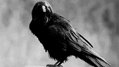 https://forum4.ru/uploads/001b/57/cc/2/984672.gif