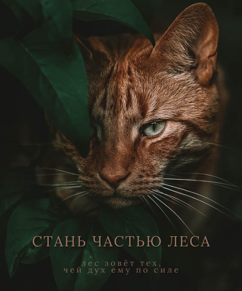 https://forum4.ru/uploads/001b/ad/c0/2/831057.png